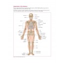 Anatomy, Physiology, and Pathology, 3rd Edition 2024 (PDF)