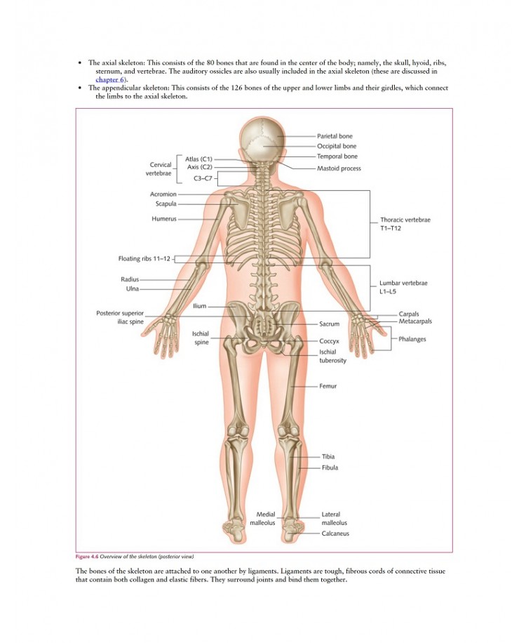 Anatomy, Physiology, and Pathology, 3rd Edition 2024 (PDF)